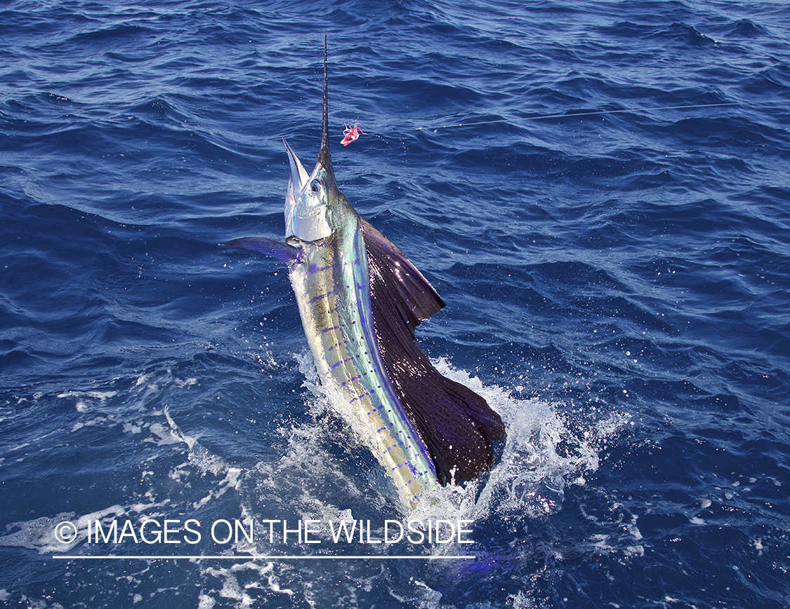 Sailfish jumping.