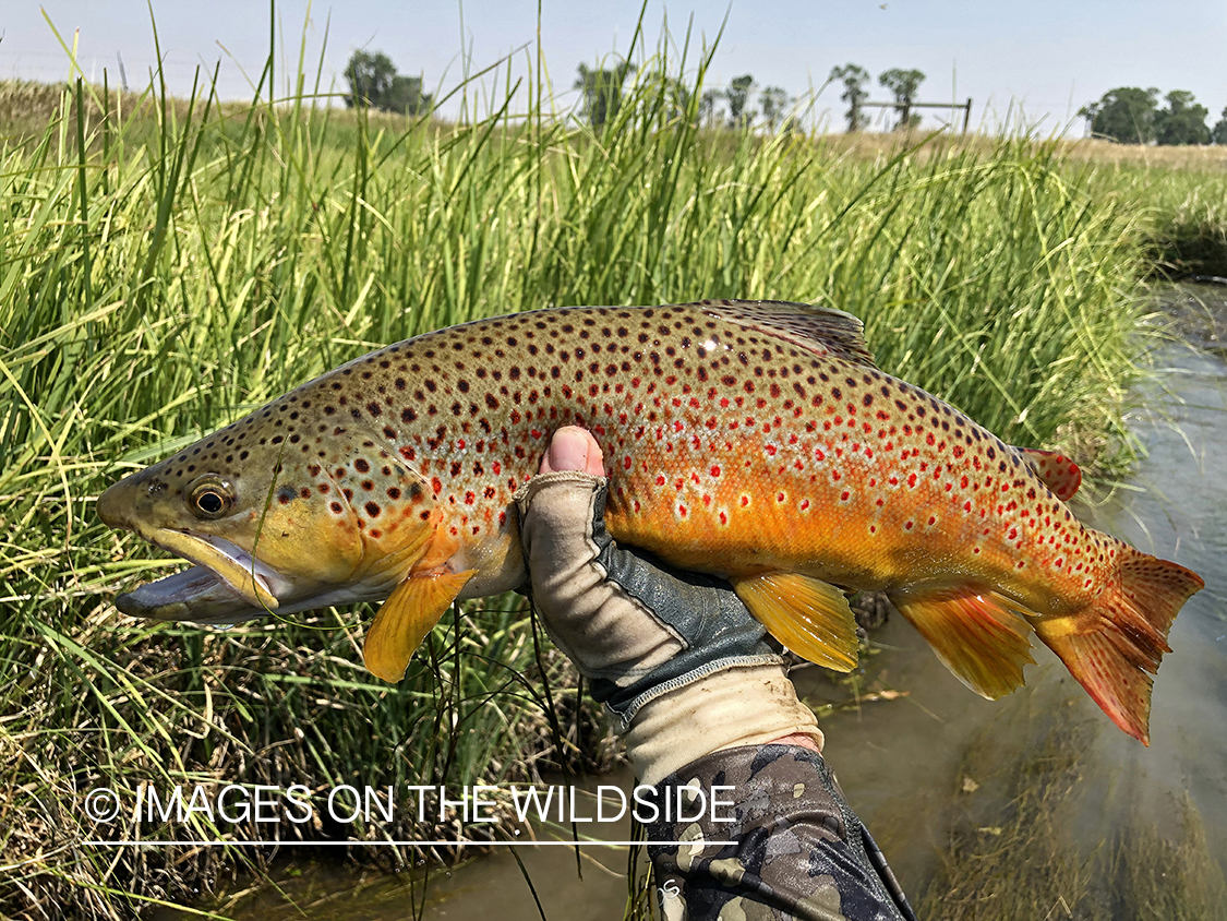 Flyfisherman releasing brown trout.