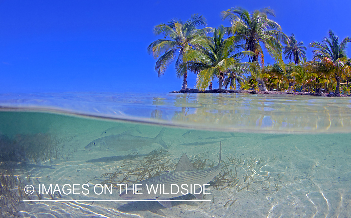 Bonefish in habitat.