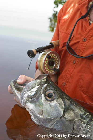 Flyfisherman releasing tarpon 