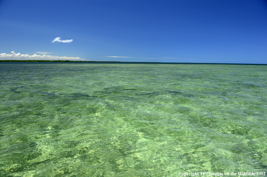 Tarpon in water. 