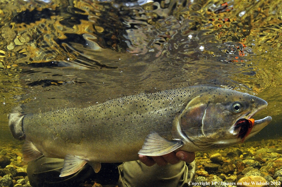 Steelhead with fly. 