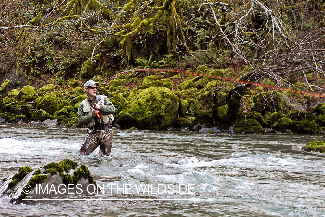 Flyfisherman with steelhead fish on line.