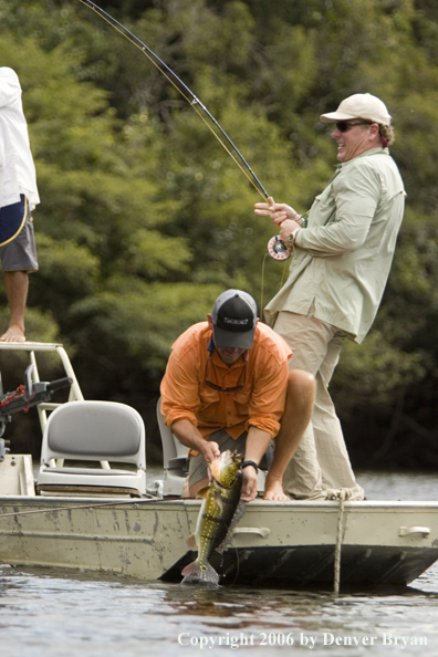 Fisherman releasing Peacock Bass