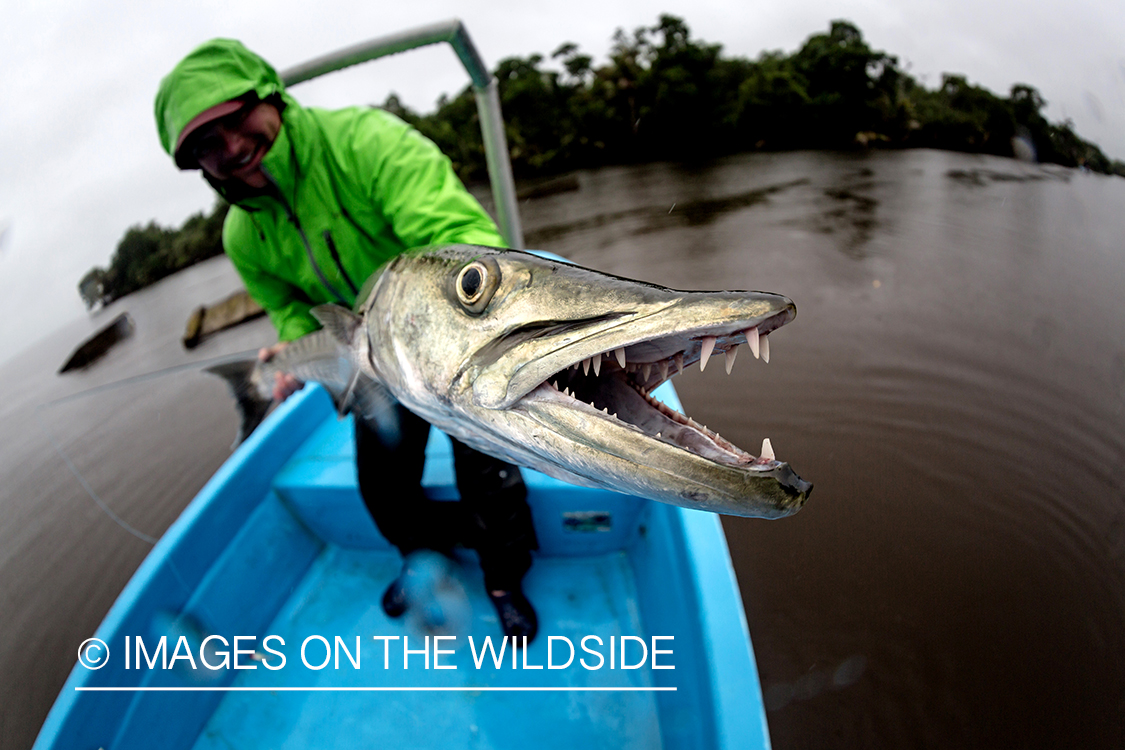 Flyfisherman with barracuda.