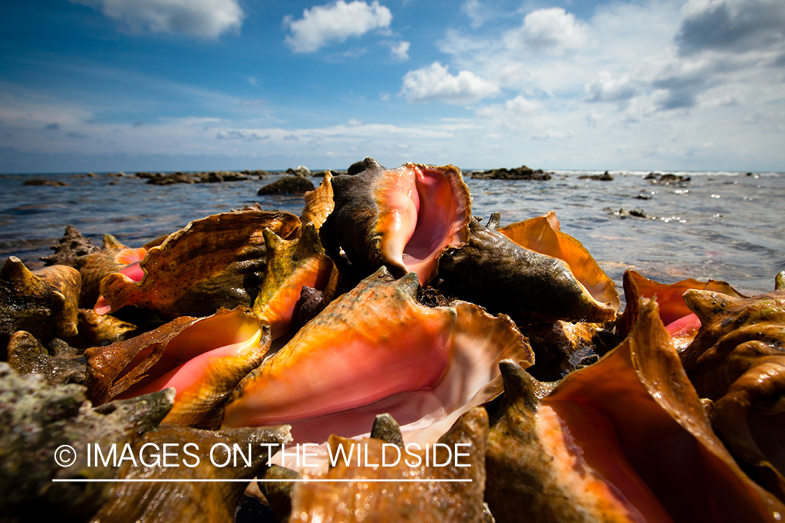 Mound of conch shells.