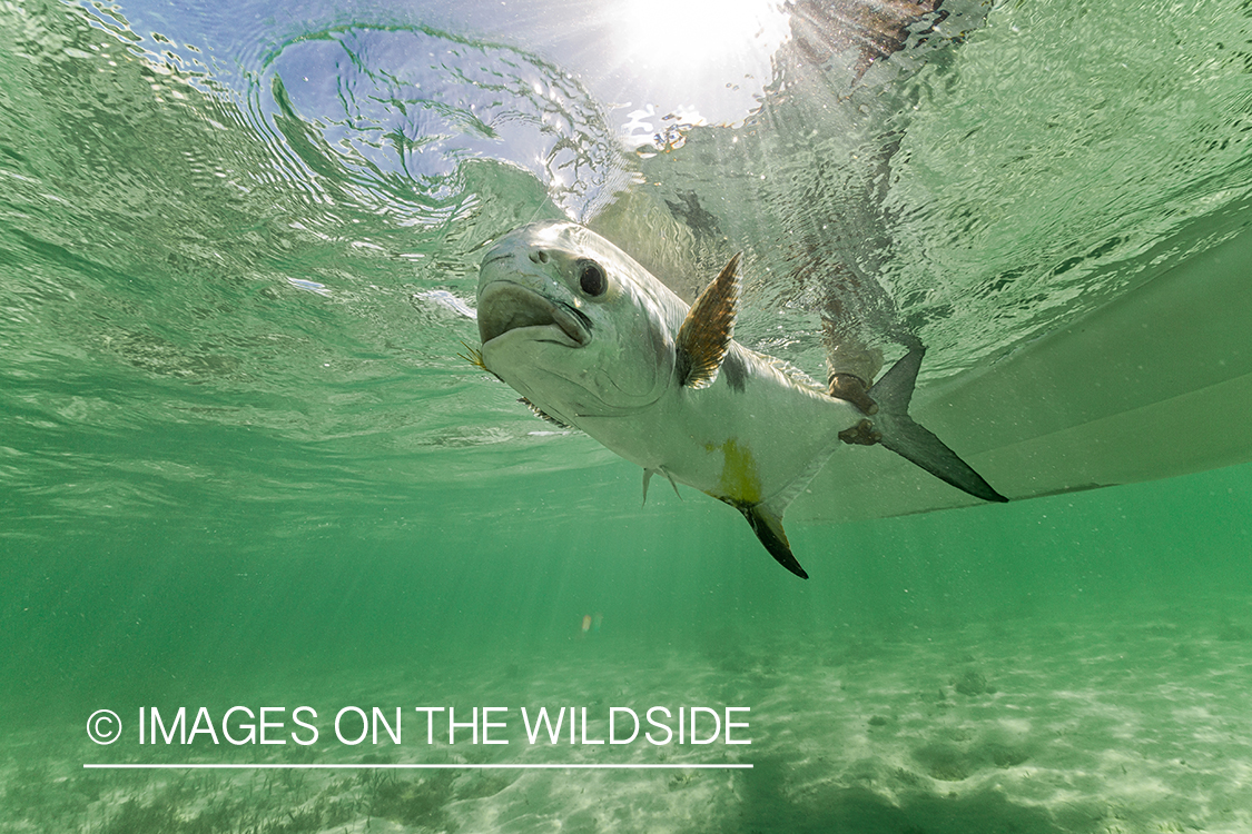 Flyfisherman releasing permit.