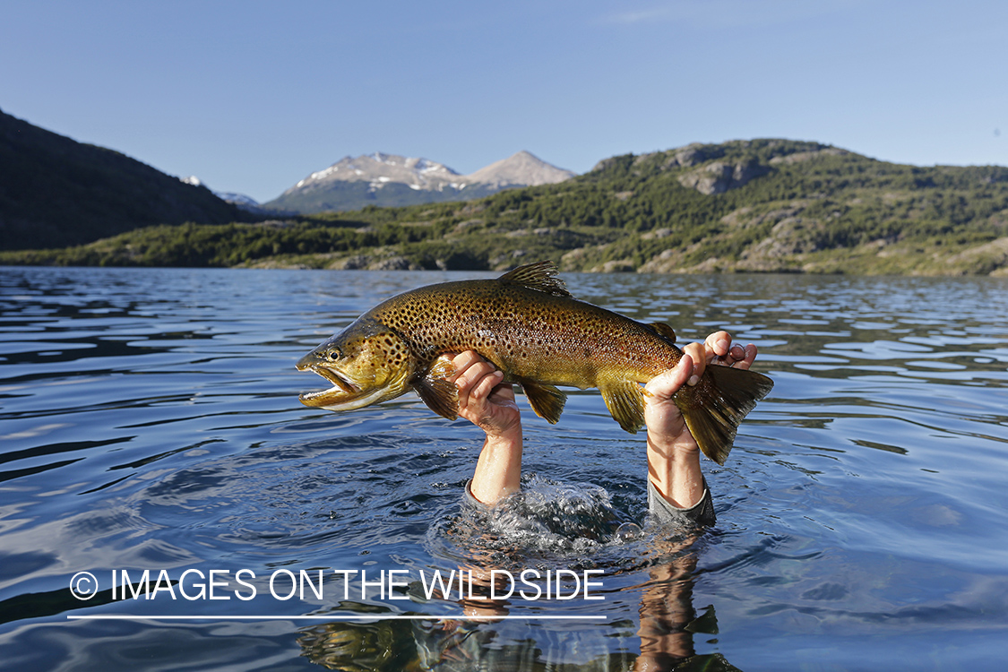 Flyfisherman recovering brown trout from underwater.