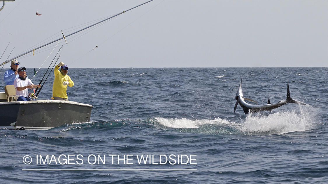 Deep sea fisherman fighting jumping atlantic sailfish.
