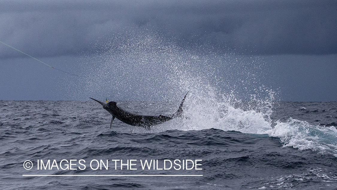 Marlin (blue) jumping.