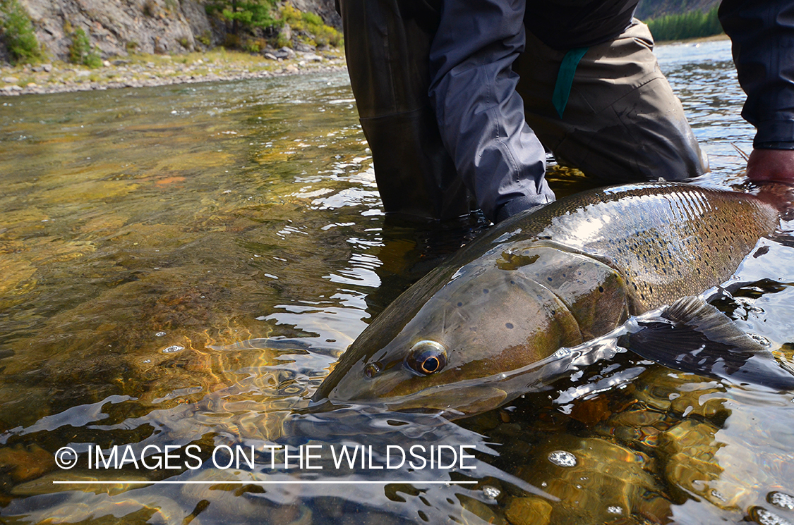 Fly fisherman releasing Taimen.