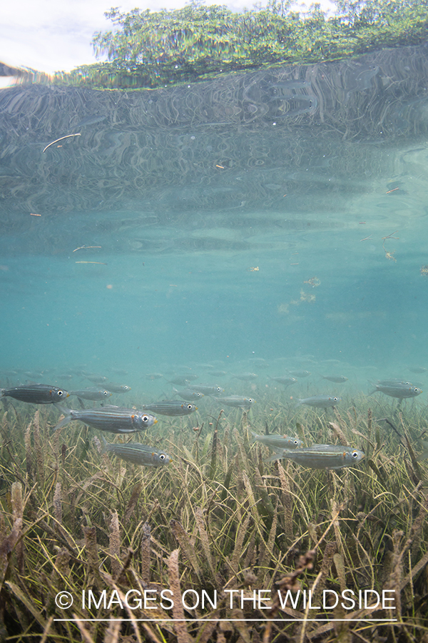 Bate fish underwater in Belize.