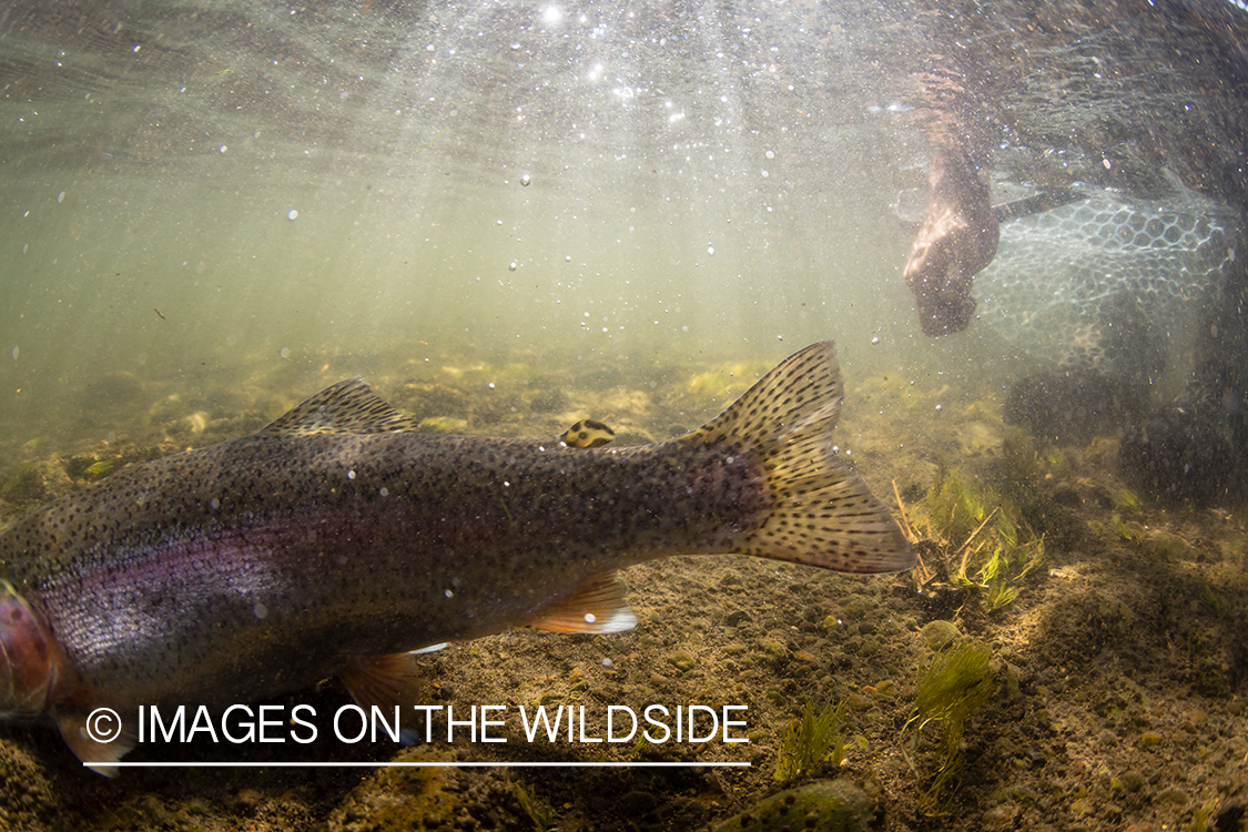 Flyfisherman releasing rainbow trout in Sedanka river in Kamchatka Peninsula, Russia.