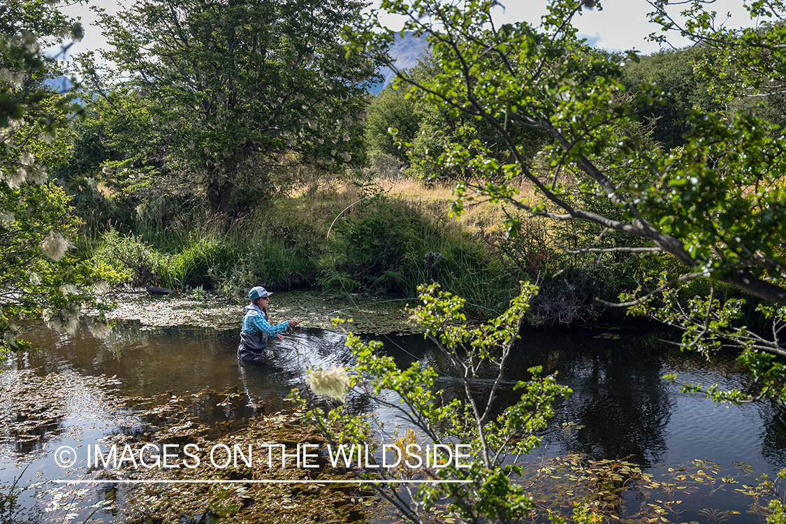 Woman fly fishing guide(Marcela Appelhanz) on stream.