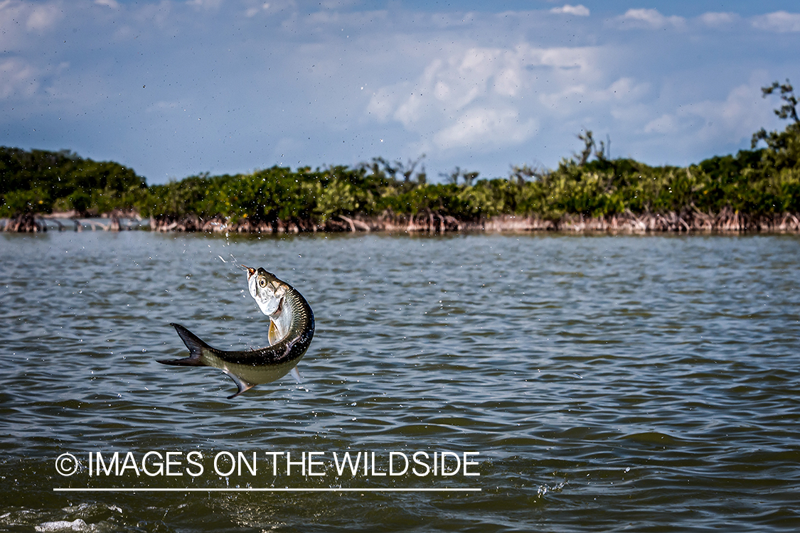 Jumping tarpon