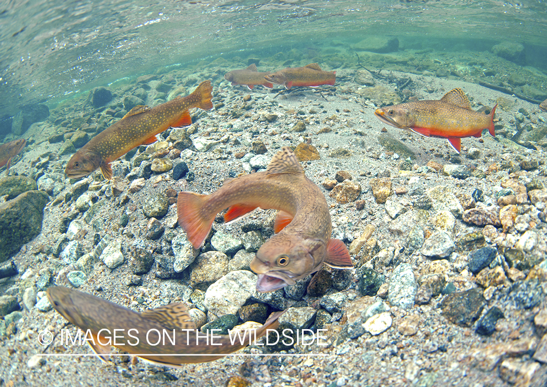 Brook trout in habitat.