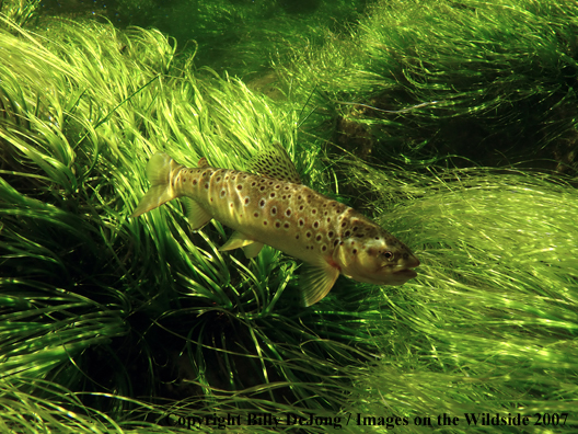 Brown Trout underwater                               