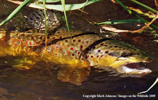 Brown trout underwater