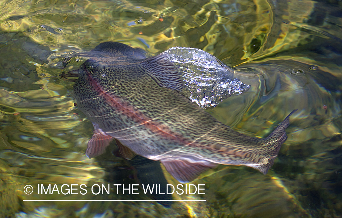 Rainbow trout in river.