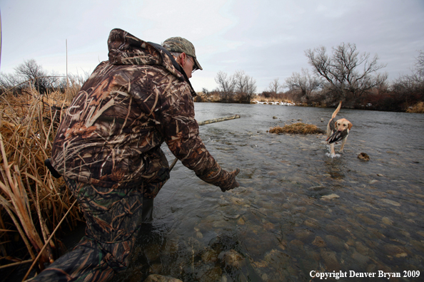 Labador Retrieving Waterfowl