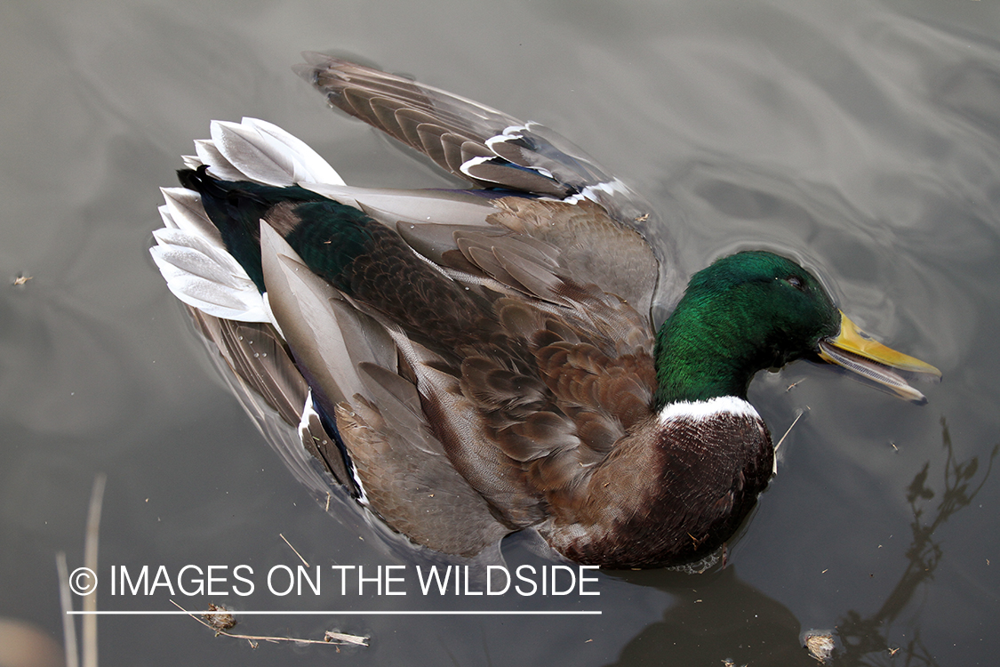 Bagged mallard floating in water.