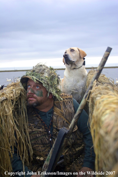 Yellow labrador Retriever with hunter in blind