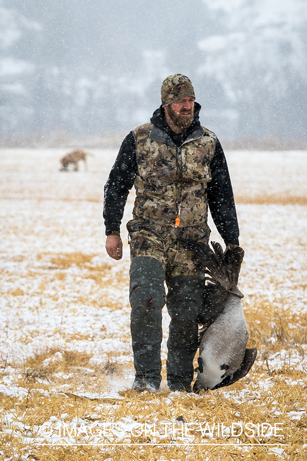 Hunter with bagged Canada goose.