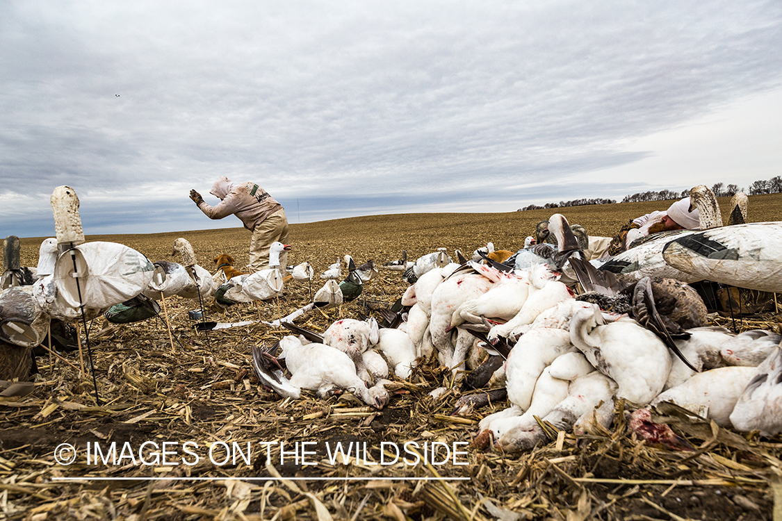 Hunters in field with decoys. 