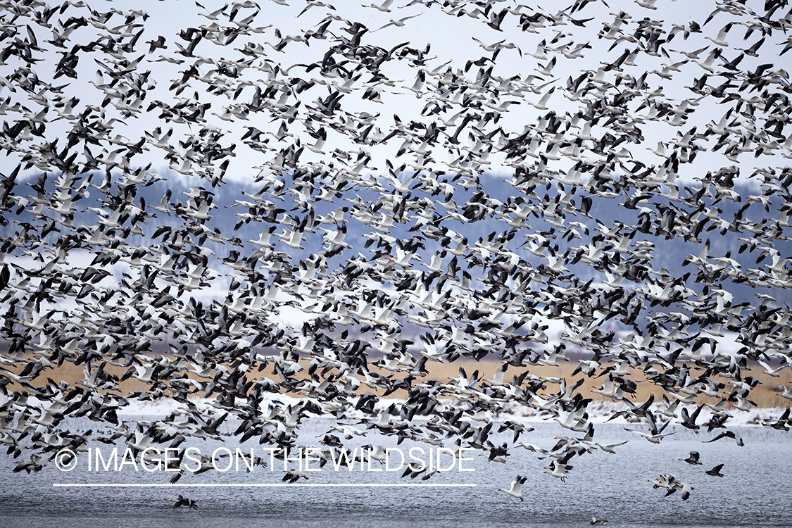 Snow geese in flight.