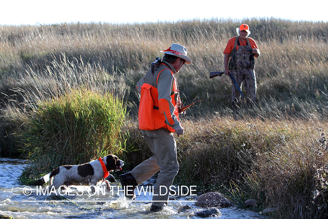 Upland game bird hunters in field with springer spaniel.