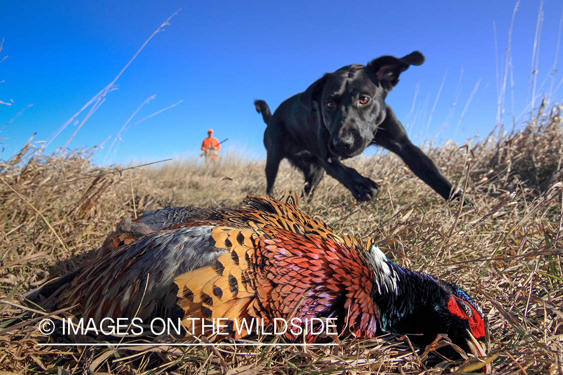 Hunting dog retrieving bagged pheasant.