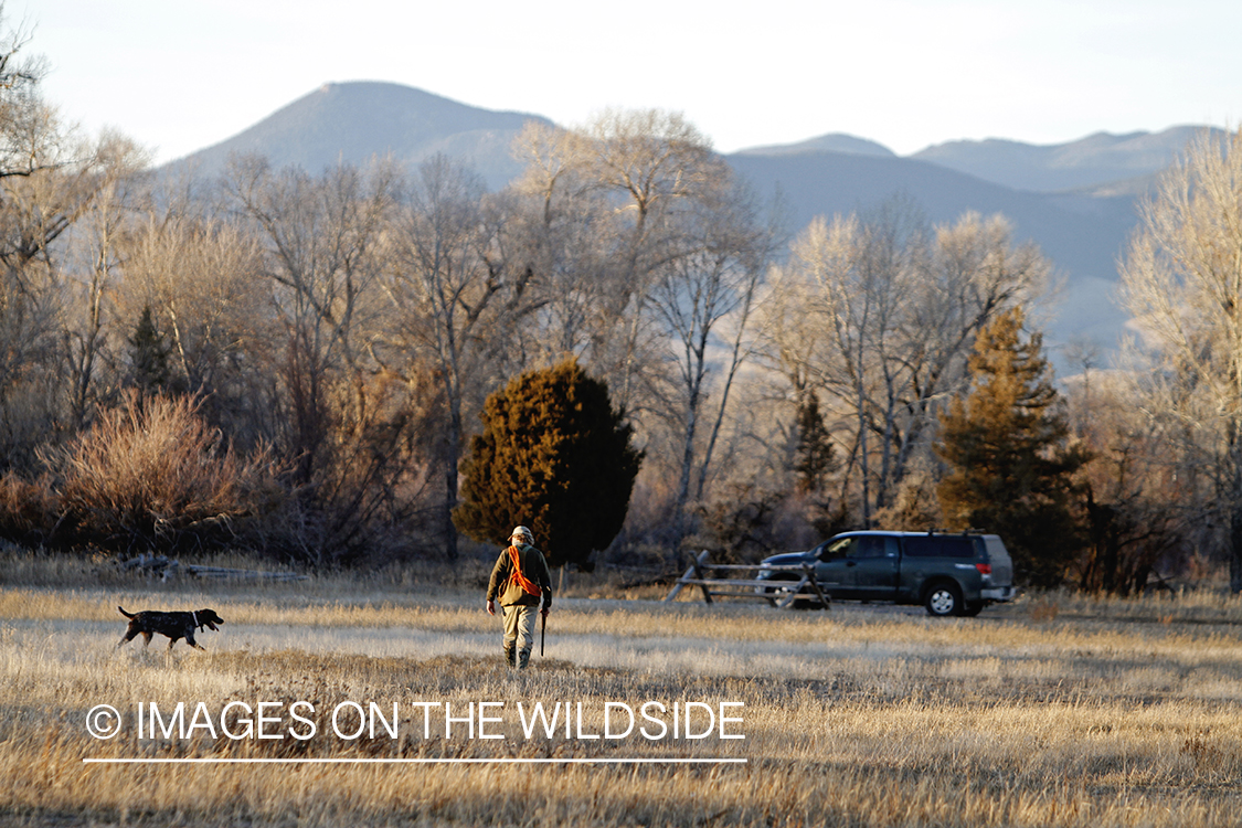 Pheasant hunter in field.