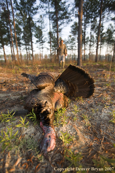 Turkey hunter walking toward downed turkey.