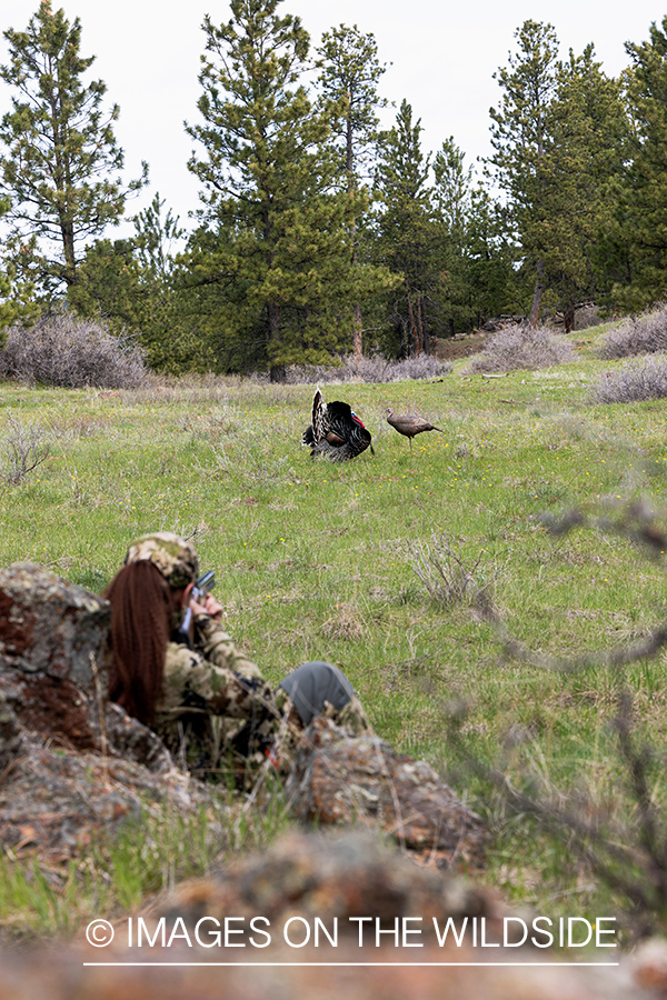 Women hunter aiming at turkey.