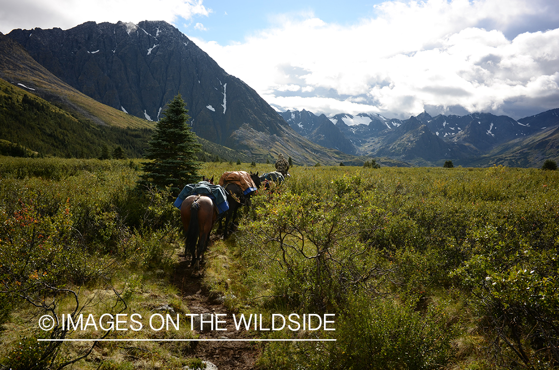 Stone sheep and Mountain goat hunting.