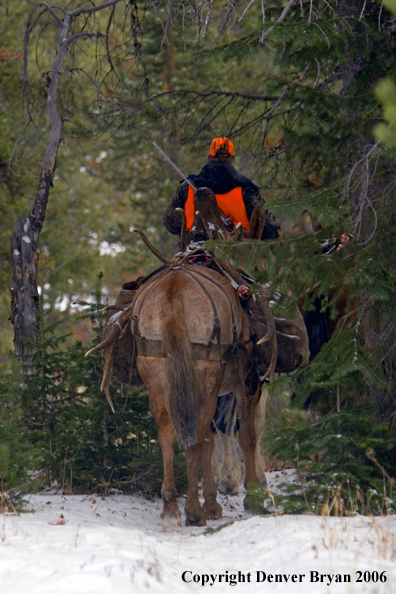 Elk hunter on horseback with bagged elk.  