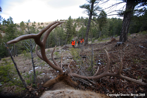 Elk Hunters with Elk