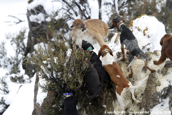 Hunting dogs cornering mountain lion. 