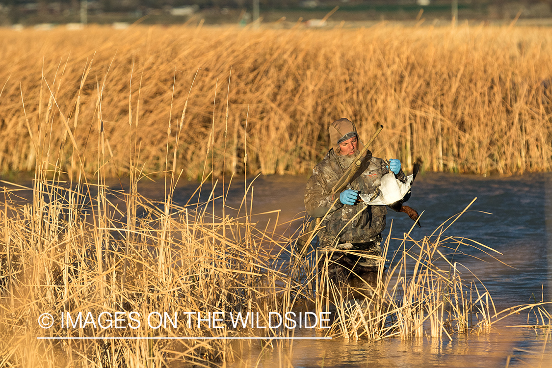 Hunter with bagged Canvasback duck.