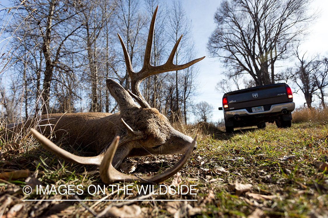 Bow hunter with truck backing up to downed white-tailed deer.