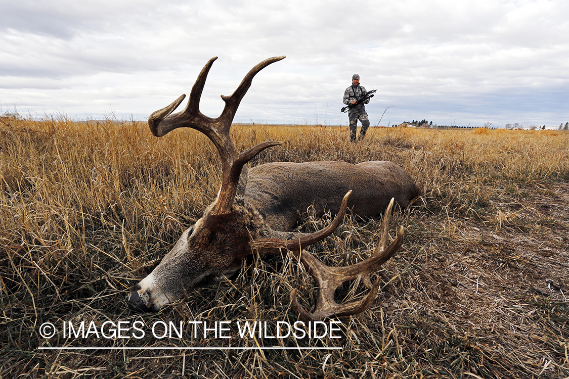 Bowhunter approaching downed white-tailed buck.