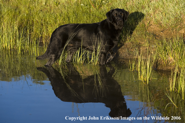 Black Labrador Retriever