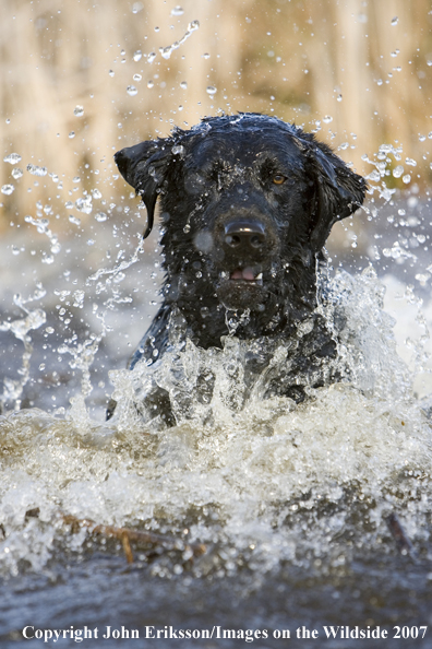 Black Labrador Retriever