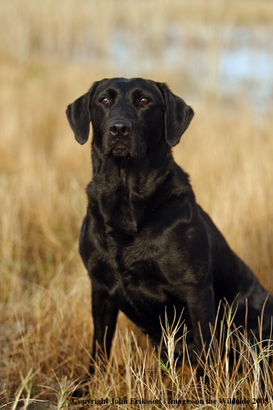 Black Labrador Retriever in field