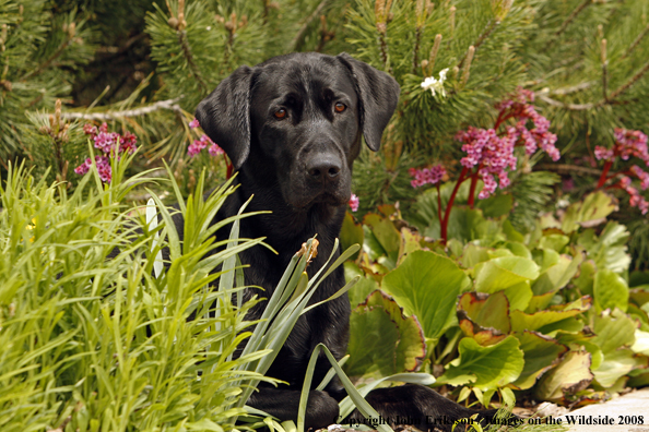 Black Labrador Retriever 