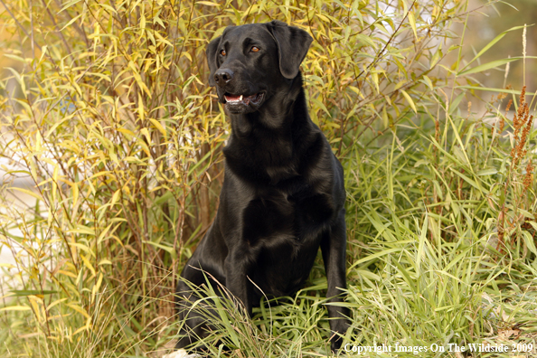 Black Labrador Retriever