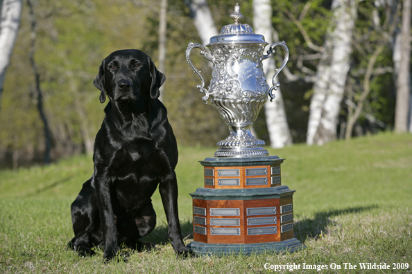 Black Labrador Retriever in field