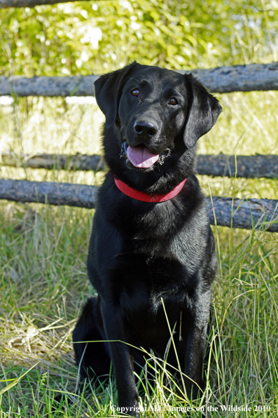 Black Labrador Retriever