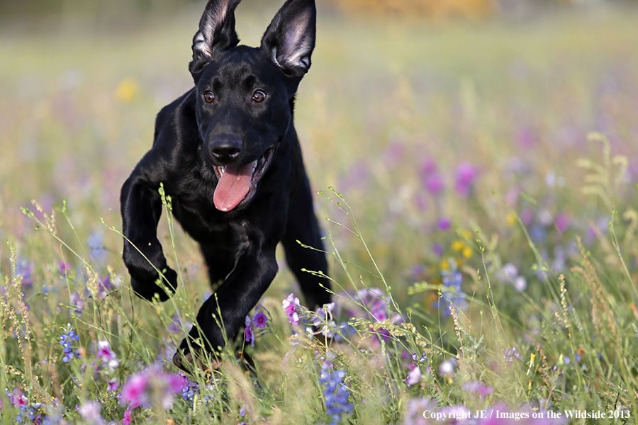 Black Labrador Retriver puppy running.