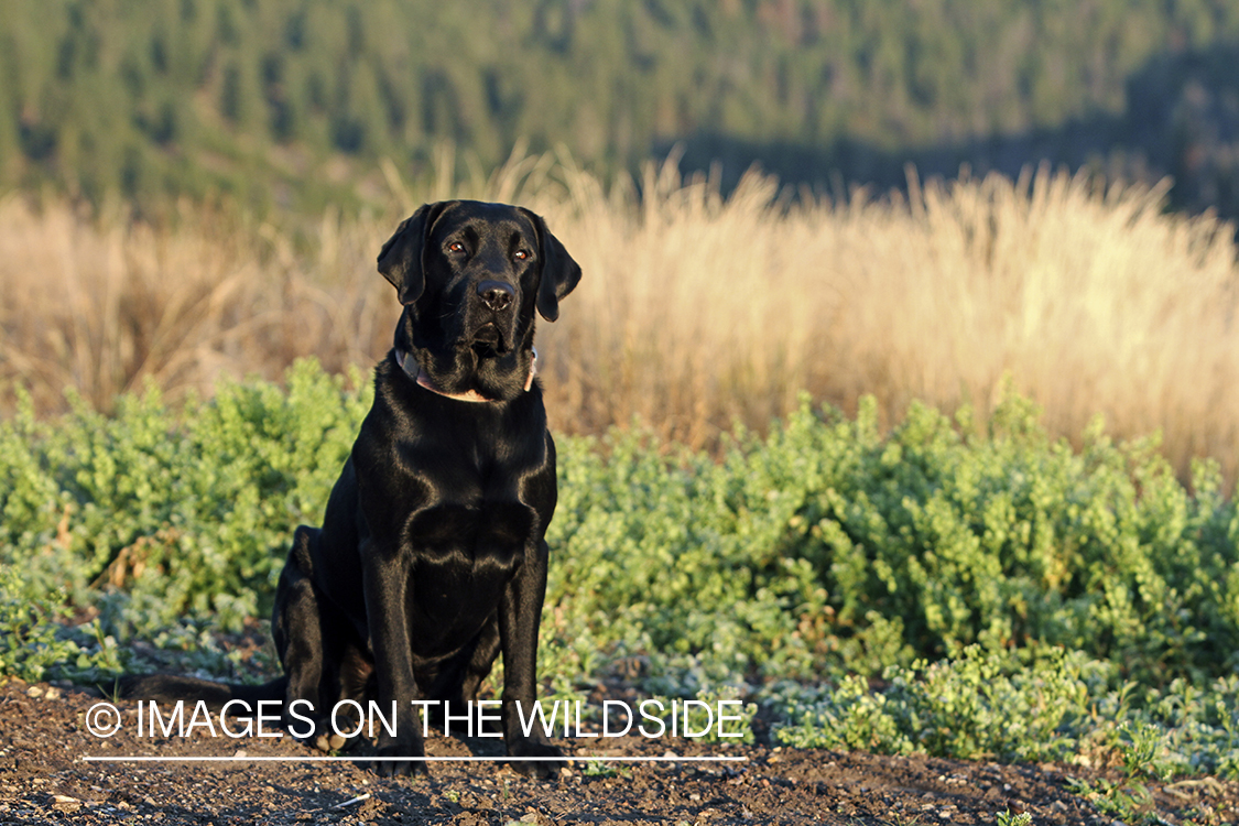 Black Labrador Retriever in field.